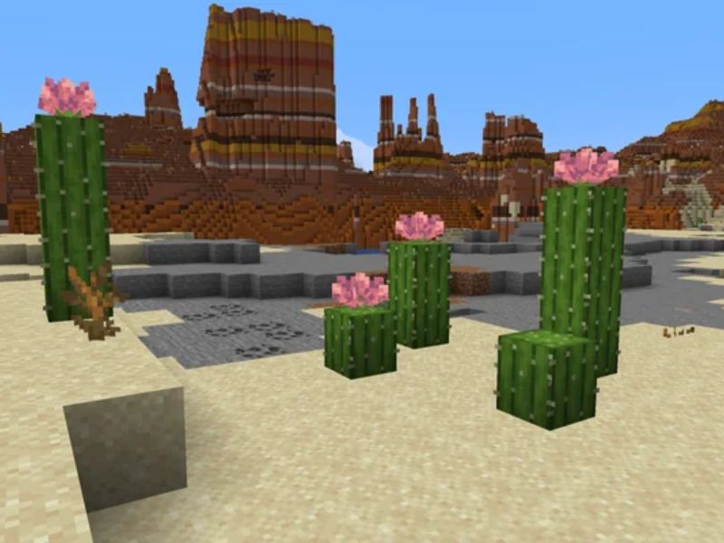 Hoa Xương Rồng Mới Trong Minecraft 1.21.71 APK