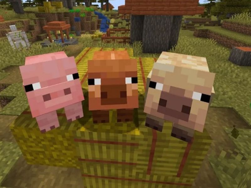 Biến Thể Lợn Mới Trong Minecraft 1.21.62 APK